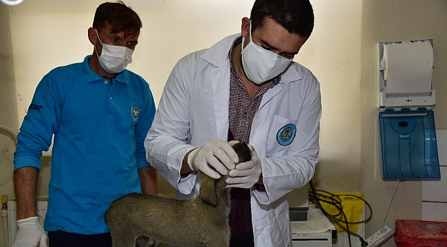 Açlıktan yürüyemeyen yavru köpeğin tedavisine başlandı