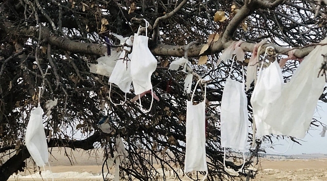Ağaca çaput yerine maske bağlandı