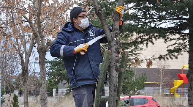Ağaçlar budanıyor
