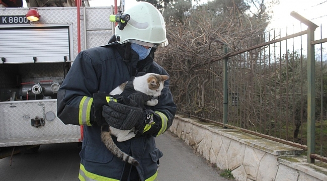 Ağaçta saatlerce mahsur kalan kedi kurtarılınca mama kavanozuna saldırdı