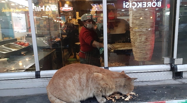 Ağrı'da karnı acıkan kedinin karnını döner ustası doyurdu