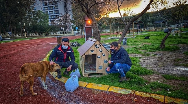 AK Parti gençlik kolları sokak hayvanlarını yalnız bırakmadı