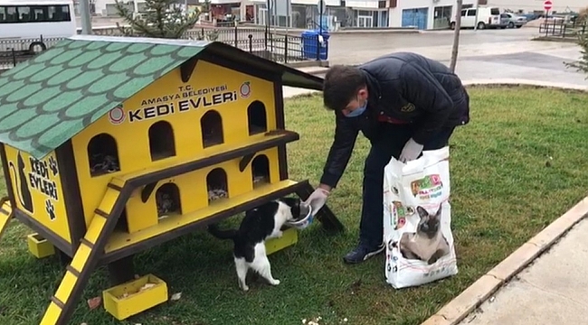 Amasya Belediyesi ekiplerinden sokak hayvanlarına yiyecek