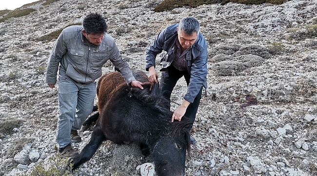 Amasya'da iki yılkı atı silahla vurulmuş halde bulundu