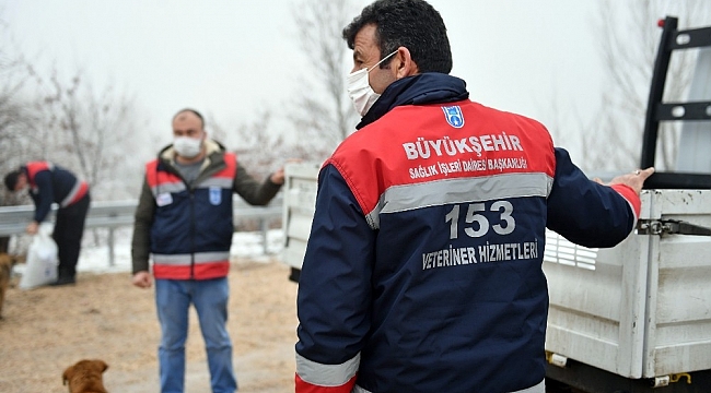 Ankara Büyükşehir Belediyesi sokak hayvanlarına mama ve besin desteğini artırdı