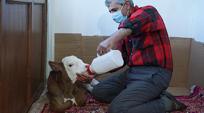 Annesi ölen 'Garip' isimli buzağıya, evlerinde gözleri gibi bakıyorlar