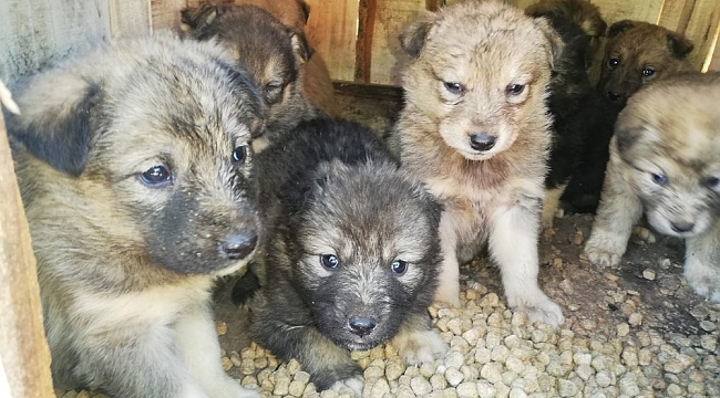 Annesiz kalan 12 yavru köpek koruma altına alındı