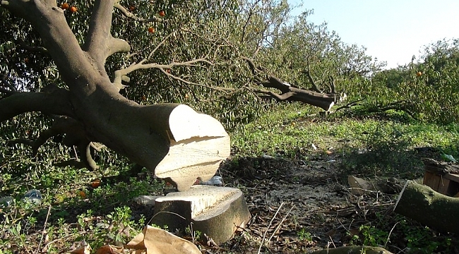 Antalya'da binin üzerinde narenciye ağacının sera için katledildiği iddiası