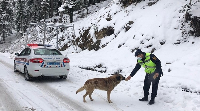 Antalya'da jandarmadan sokak hayvanlarına yiyecek