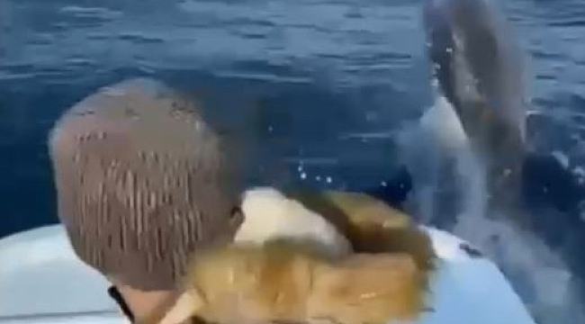 Antalya'da yunuslar tekneyle yarıştı, balıkçılar şaştı kaldı