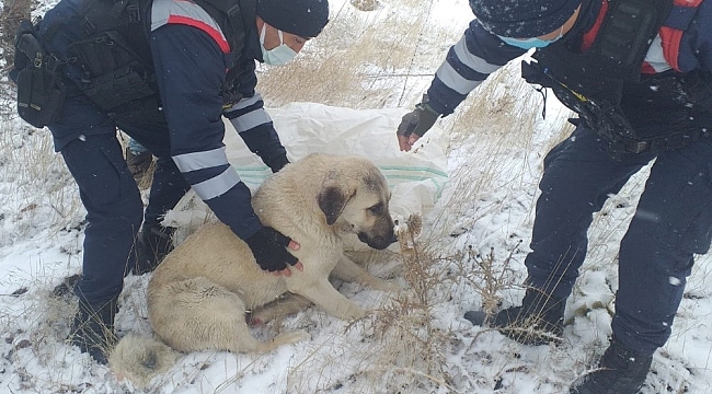 Aracın çarptığı köpeği, jandarma hayvan hastanesine ulaştırdı