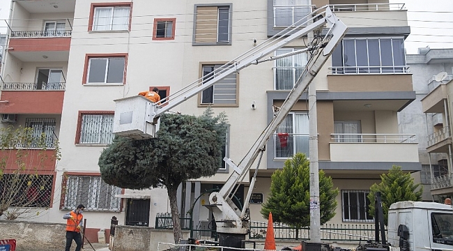 Araçları kaldırıp ağaçları budadılar