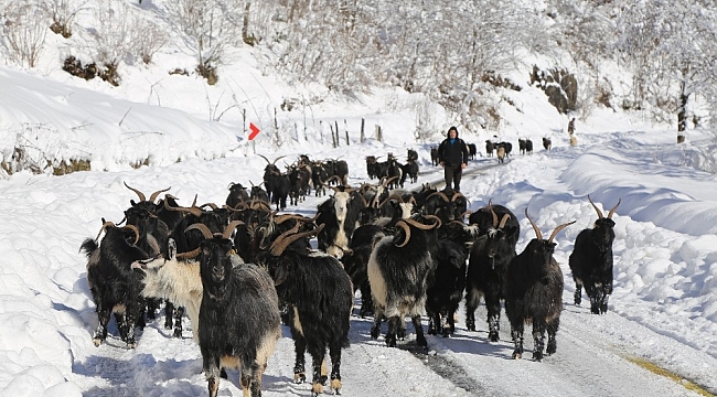 Artvin'de besicilerin zorlu kış şartlarıyla mücadelesi
