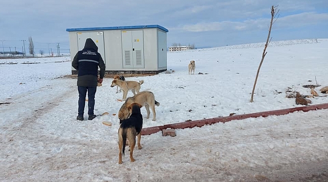 Aslanapa Belediyesi'nden sokak hayvanlarına yiyecek