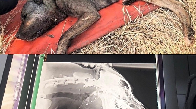 Av tüfeği ile köpeği vuran şahıs jandarma tarafından tespit edildi