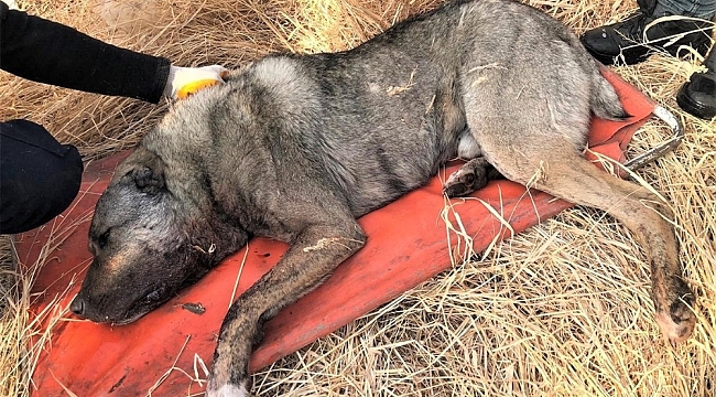 Av tüfeğiyle vurulan köpek telef oldu