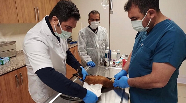 Avcıların yaraladığı leylek ile angut kuşu tedavi altına alındı