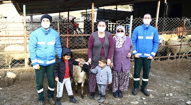 Aydın Büyükşehir, sakız koçu hibesine devam ediyor