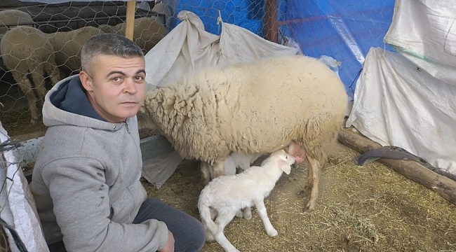 Baharın müjdecisi olan kuzular doğmaya başladı