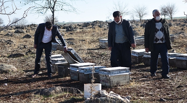 Bal fiyatlarındaki artış arıcıların yüzünü güldürdü