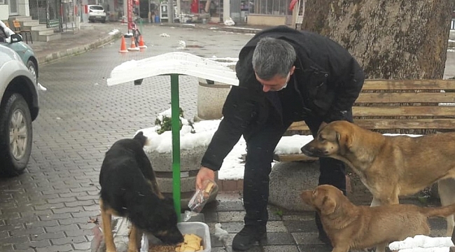 Başkan Cankul sokak hayvanlarını besledi