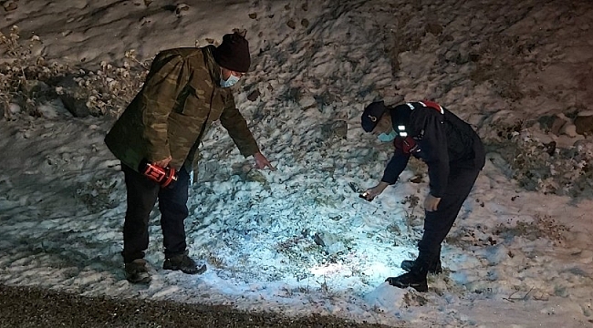 Başkent'te kurtlar dokuz koyunu telef etti
