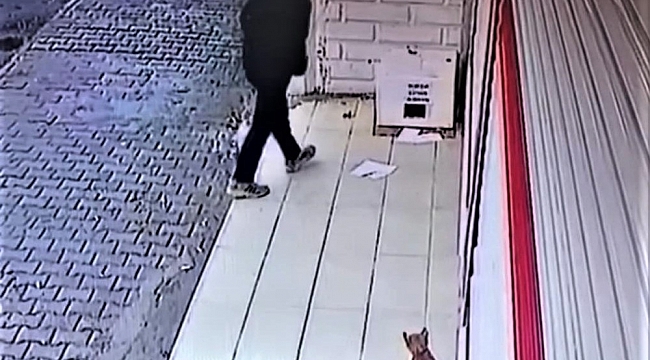 Batman'da bu kadarına da pes dedirten olay: Kedi barınağını çaldılar