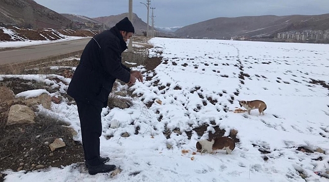 Bayburt'ta sokak hayvanları için yiyecek bırakıldı
