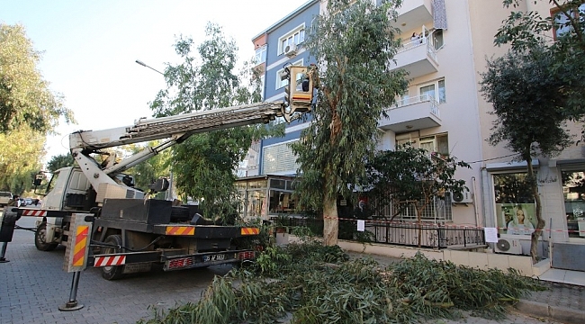 Bayraklı'da ekipler ağaçların sağlığı için sahada