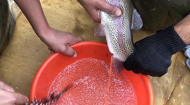 Bebek gibi bakılıyor tek tek el masajıyla yumurtaları alınıyor