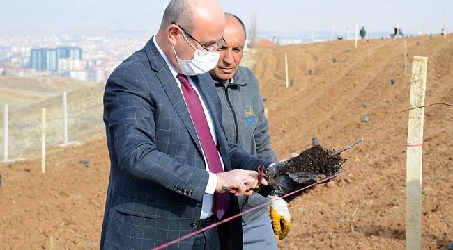Belediye, Hızırağa mevkine ağaçlandırma ve peyzaj çalışmasına başladı