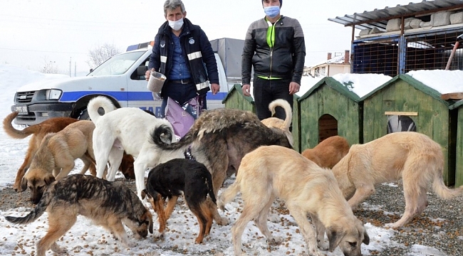 Belediye, karda sokak hayvanlarını unutmadı
