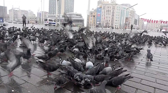 Beyaza bürünen Taksim kuşlara kaldı