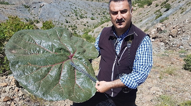 Bilim dünyası yeni bitki türü keşfetti