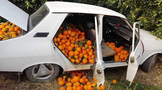 Bir otomobil dolusu portakalı çalamadan kaçtı