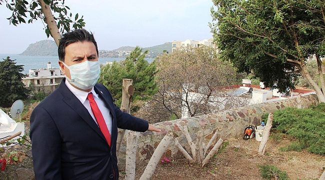 Bodrum'da şehit pilot anısına dikilen ağaçları kestiler