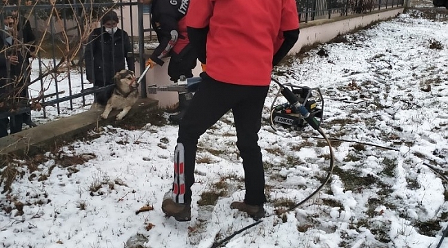 Bolu'da bahçe demirlerine sıkışan köpeği itfaiye kurtardı