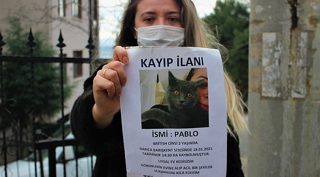 Bu kediyi bulan bin 500 lira kazanacak