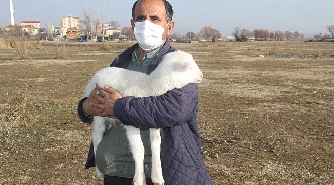 Bunlar da kış kuzuları
