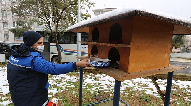 Büyükşehir, kar yağışında can dostlarını unutmadı