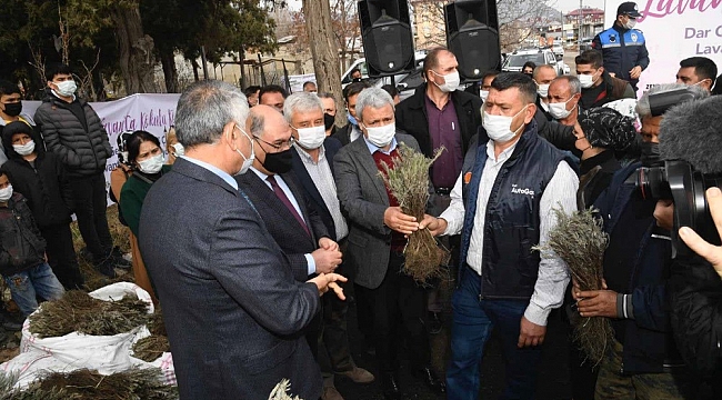Büyükşehir Pozantı'da 80 bin lavanta fidesi daha dağıttı