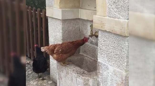 Çeşmeden su içen tavuk görenlere tebessüm ettirdi