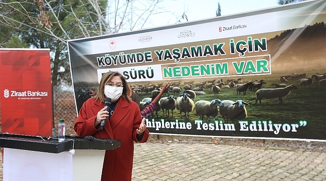 Çİftçilere yönelik küçükbaş hayvan desteği başladı