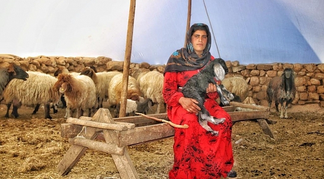 Çocukluğundan beri çobanlık yapan Ayten, 'anne şefkatiyle' kuzulara bakıyor