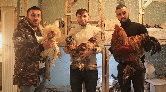 Çok sevdiği tavukları için müstakil ev kiraladı