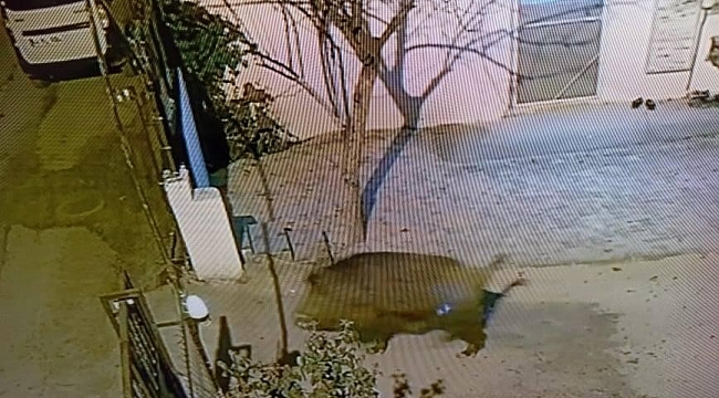 Darende'de domuzlar şehre indi