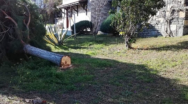 Deniz manzarasını kapatıyor diye ağaçları kestiler
