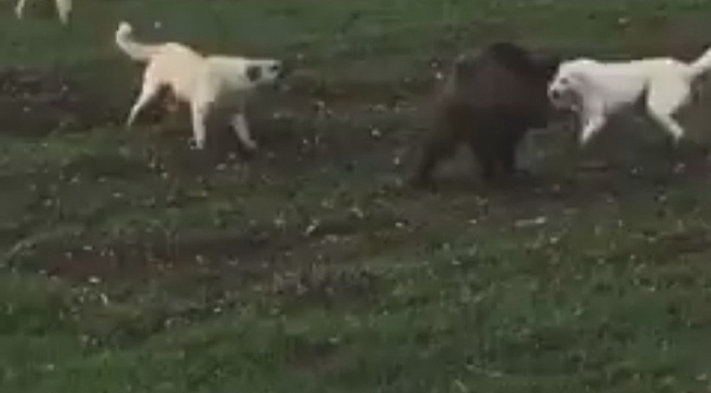 Domuz ile köpekler arasındaki amansız mücadele böyle görüntülendi