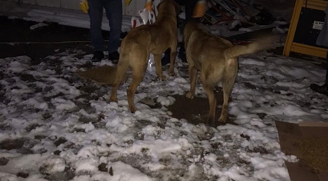 Donmak üzere olan köpek ve yavrularını Diyarbakır Büyükşehir Belediyesi ekipleri kurtardı