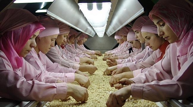 Düzce'den Avrupa'ya 1.3 milyon kilogram fındık ihraç edildi